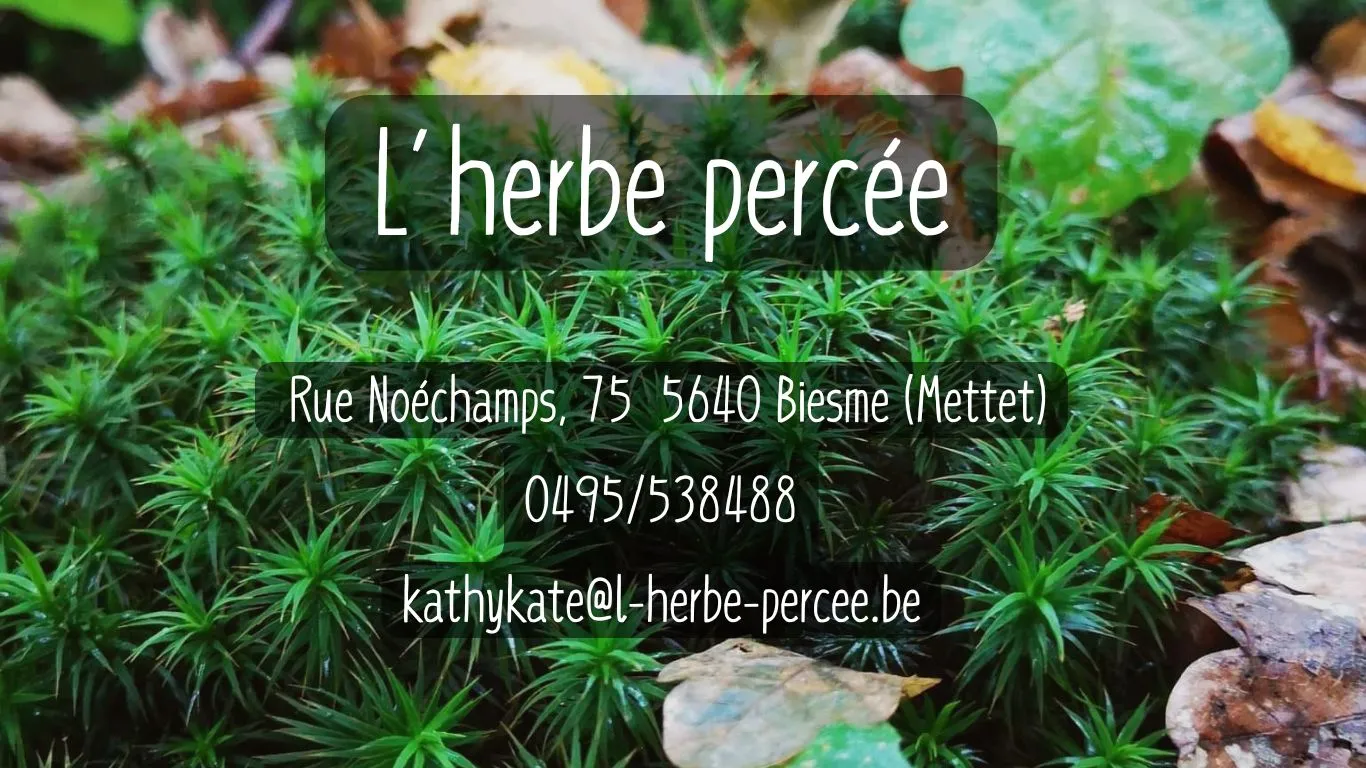 Mousse de sous-bois et feuilles mortes