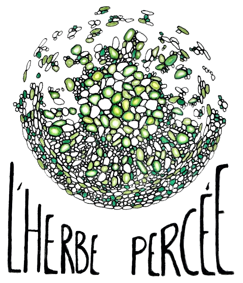 Dessin d'une coupe de tige de millepertuis