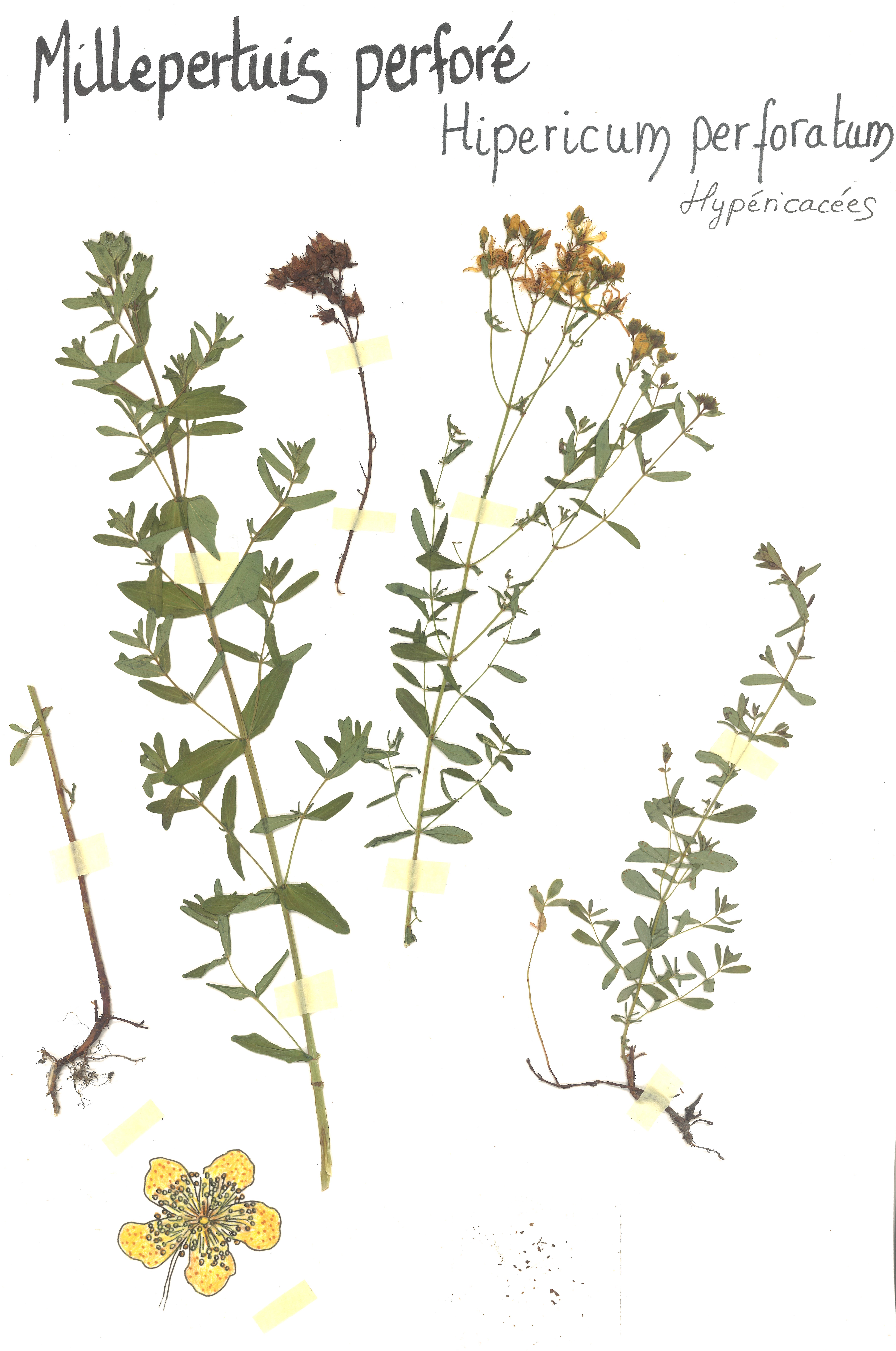 photo d'une page d'un herbier. On y voit une plante séchée de milleprtuis perforé, hipericum perforatum.