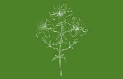 dessin de fleurs de millepertuis perforé