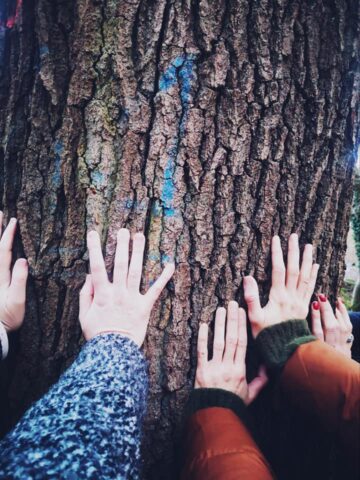 Mains posées sur tronc d'arbre