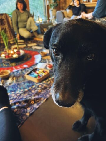 chien dans cercle de partage